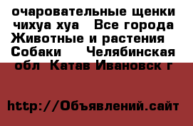 очаровательные щенки чихуа-хуа - Все города Животные и растения » Собаки   . Челябинская обл.,Катав-Ивановск г.